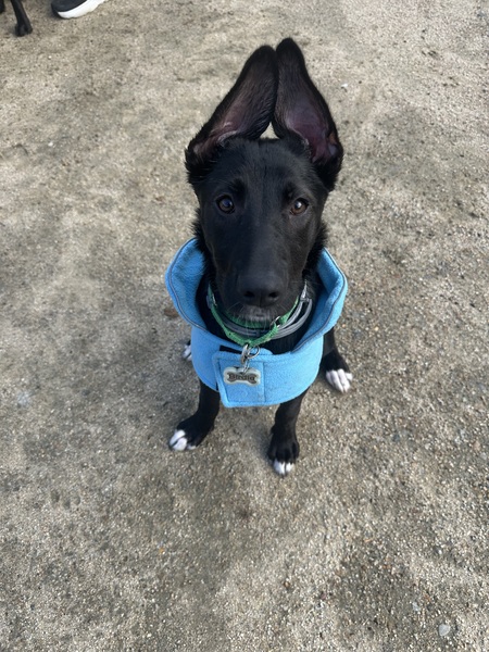 Entry image for Birdie. Clicking this image will show a larger photo