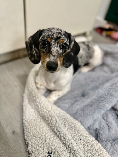 Entry image for Trixie. Clicking this image will show a larger photo