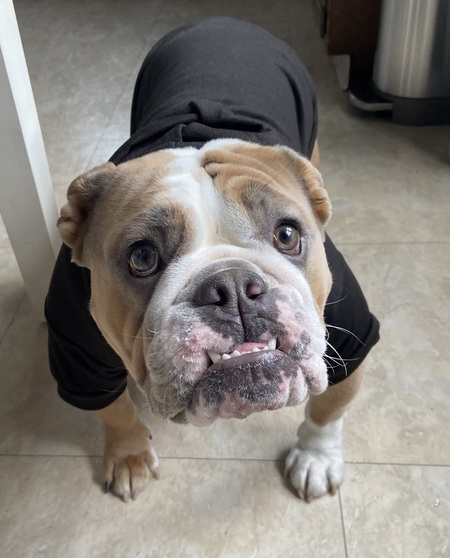 Entry image for Carmela. Clicking this image will show a larger photo