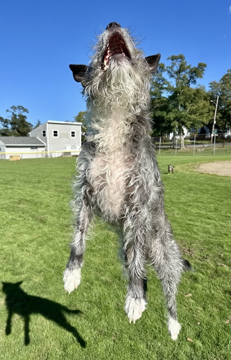 Entry image for Cokie. Clicking this image will show a larger photo