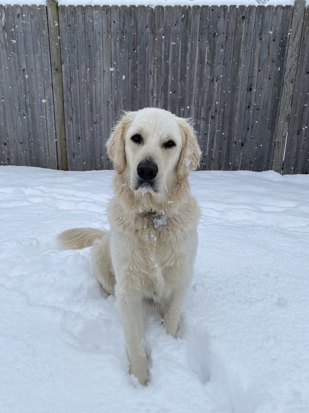 Entry image for Ollie. Clicking this image will show a larger photo