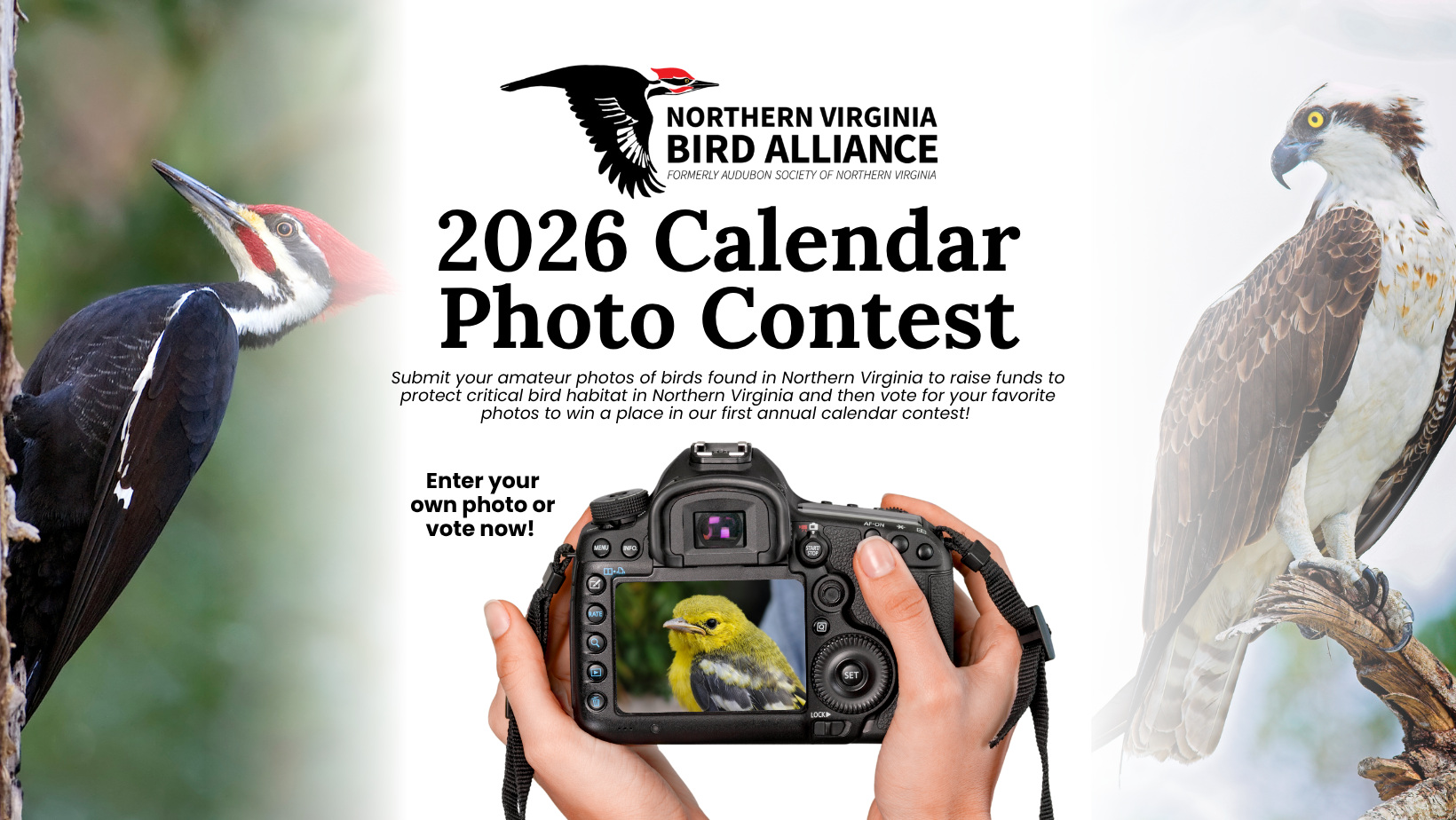 Banner for Northern Virginia Bird Alliance 2026 Calendar Contest