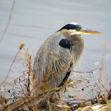 Entry image for Great Blue Heron in Waiting