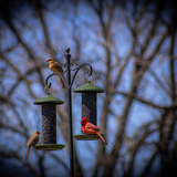 Entry image for A Male Cardinal With Options