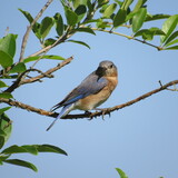 Entry image for Bluebird Framed By Branches