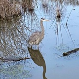 Entry image for Great Blue reflection at Huntley