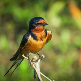 Entry image for Barn Swallow Observing Humans