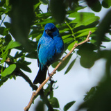 Entry image for Indigo Bunting Complementing the Leaves