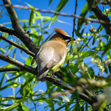 Entry image for Cedar Waxwing in Portrait