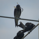 Entry image for Dusky Purple Martins, Dragonfly Snack