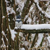 Entry image for Kingfisher in the Snow