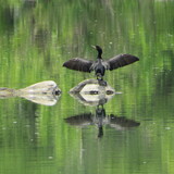 Entry image for Double-Crested Cormorant Sunning