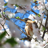 Entry image for Cherry Robin