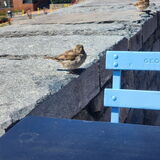 Entry image for Sparrow’s Weekend in Georgetown 