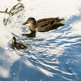Entry image for Duck with Chick in Motion