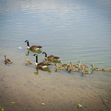 Entry image for Geese and Goslings