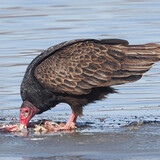 Entry image for Turkey Vulture eats a Gizzard Shad