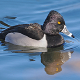Entry image for Ring-necked Duck and reflection