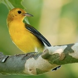 Entry image for NOVA Warbler