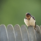 Entry image for Swallows of Huntley