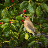 Entry image for A Taste of Winter