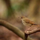 Entry image for Unexpected Guest