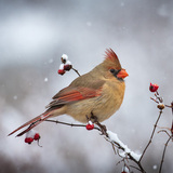 Entry image for Winter's Queen