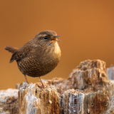 Entry image for A Wren's Call