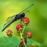 Entry image for Dragon Pause