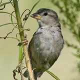 Entry image for Common beauty