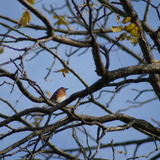 Entry image for Bluebird Resting on Branch