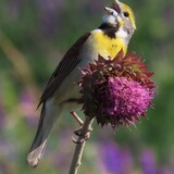 Entry image for Dickcissel on a thistle