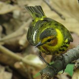 Entry image for Monticello gem - Cape May Warbler