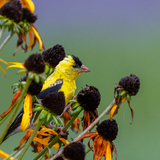 Entry image for Goldfinch's fall feast