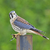 Entry image for Dragonfly for Lunch