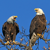Entry image for Singing Eagles