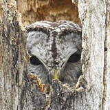 Entry image for Barred Owl