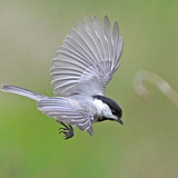 Entry image for Flying Chickadee 