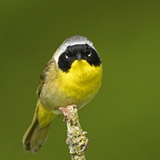 Entry image for Common Yellowthroat