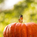 Entry image for Lil’ Pumpkin Patch Visitor