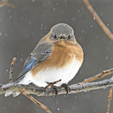 Entry image for Eastern Bluebird in Snow