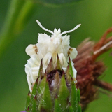 Entry image for Alien among us.