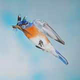 Entry image for Bluebird and Dragonfly