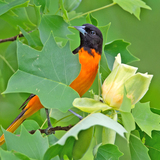 Entry image for Baltimore Oriole