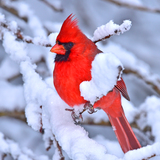 Entry image for Northern Cardinal in snow