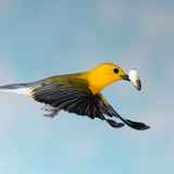 Entry image for Quickly getting rid of the chick's output. 