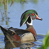 Entry image for Wood Duck
