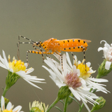 Entry image for Halloween Bug