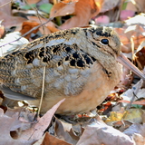 Entry image for American Woodcock