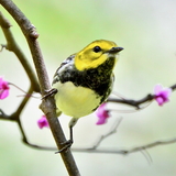 Entry image for Black-throated Green Warbler